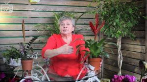 Вриезия ? Уход в домашних условиях