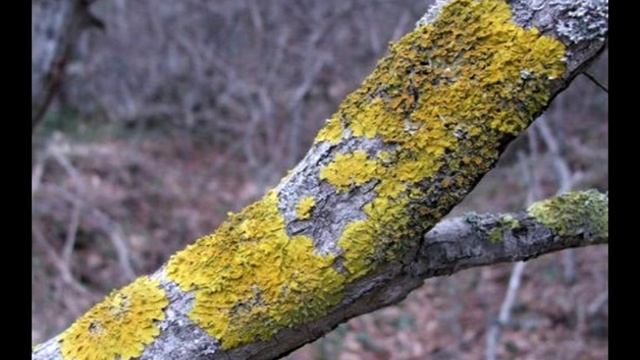 Как избавиться от мхов и лишайников . Сад и огород выпуск 089 смотреть онлайн