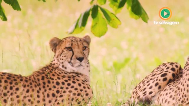 INACREDITÁVEL LEOPARDO QUASE PARA NA BOCA DA LEOA смотреть онлайн