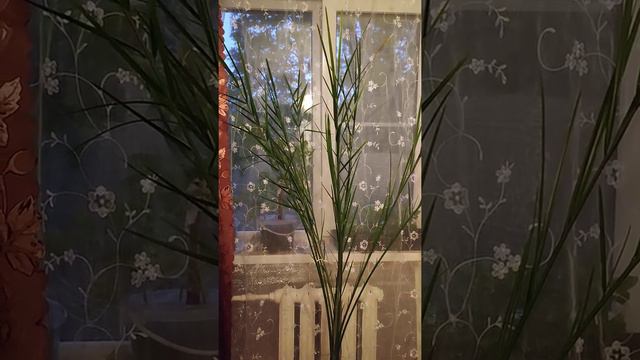финиковая пальма 🌴 смотреть онлайн