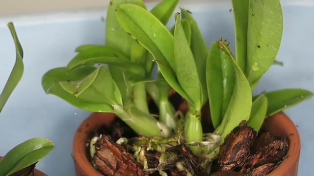 Hormigas en mi Orquidea, Como solucionarlo? смотреть онлайн