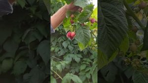 Обзор сорта ремонтантной малины Поклон Казакову