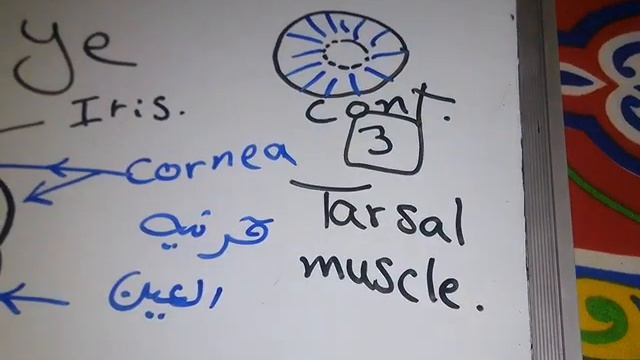 Functions of Sympathetic (Head and Neck and Cardio Pulmonary) dr mohamed fayez смотреть онлайн