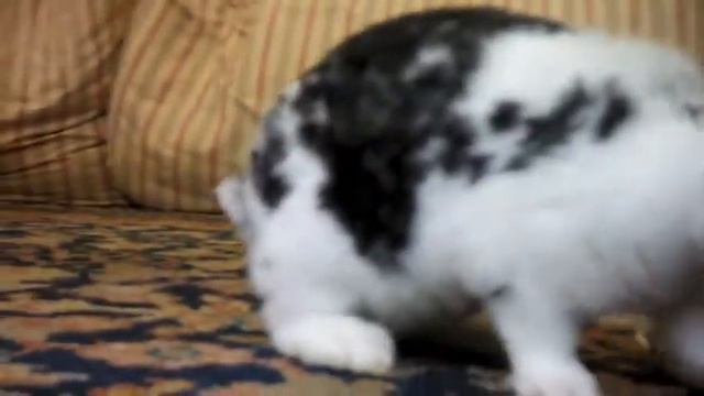 R.I.P. my bunny boo - Ke$ha смотреть онлайн
