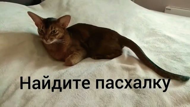 Кошка которая отвечает на вопросы