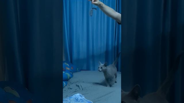 Русская голубая кошка-Russian Blue. смотреть онлайн