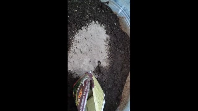 КАК посадить В ВЁДРА томаты-ГНОМЫ смотреть онлайн