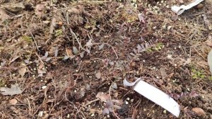 Как правильно посадить клюкву