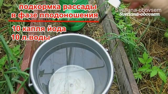 ЙОД - СРОЧНО УДОБРЯЕМ РАССАДУ и ВЗРОСЛЫЕ РАСТЕНИЯ..ЗАМАЧИВАЕМ СЕМЕНА ЙОДОМ. .ОБРАБОТКА от БОЛЕЗНЕЙ смотреть онлайн