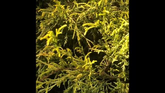 Chamaecyparis pisifera Filifera Aurea смотреть онлайн