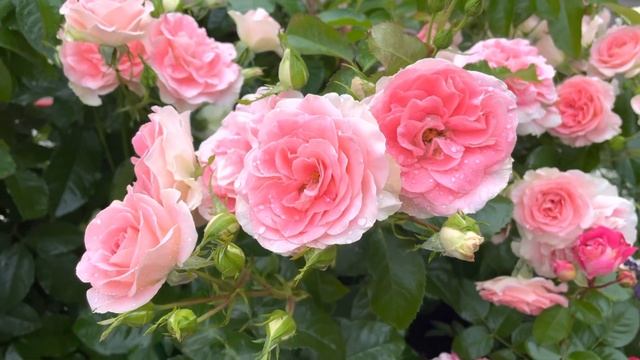 Сoral gelee ? Chateau De Verteuil смотреть онлайн