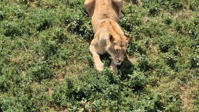 Львы радуют своей красотой посетителей! Тайган Lions смотреть онлайн
