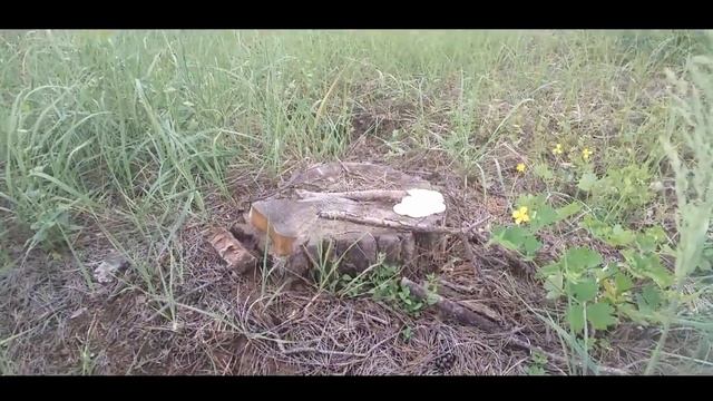 Ехать в Головач за грибами???? смотреть онлайн