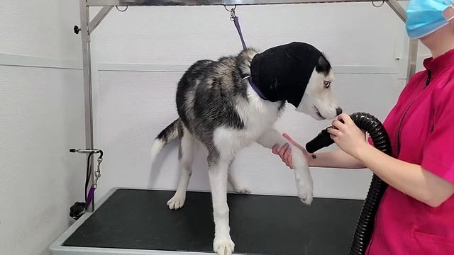 Hilarious dramatic Husky throws a temper tantrum смотреть онлайн