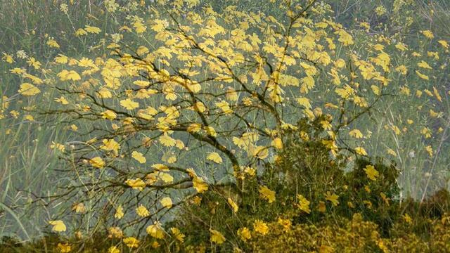Стоял весенний месяц март. Часть 2. Цветы Кармеля смотреть онлайн