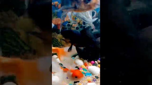 black moor fish tank #fishaquarium смотреть онлайн