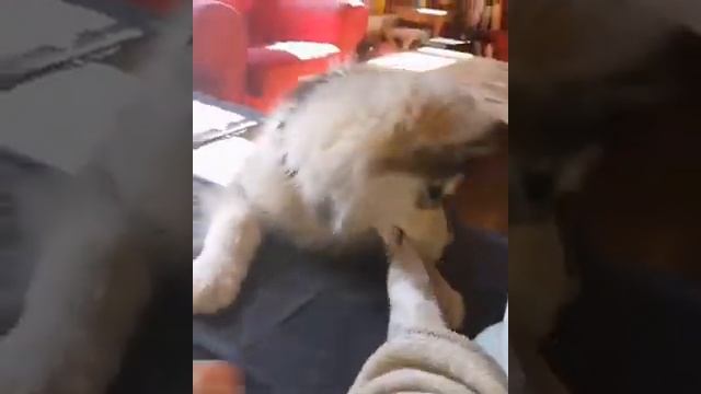 Веселые маламуты: видео приколы