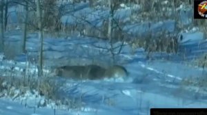 Бурилар Тудаси Кангалга карши. Йирткичлар жанги.