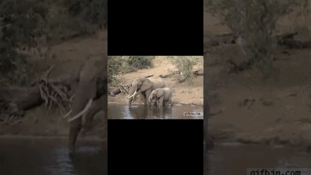 некоторые животные опасные а некоторые даже милые смотреть онлайн