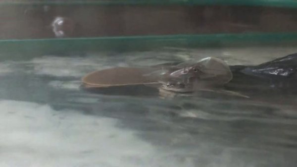 Колючий трионикс Apalone spinifera (Spiny Softshell Turtle)