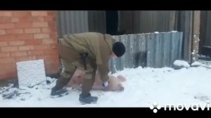 Работа Парализатора