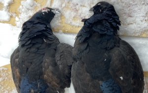 Тетерев на лунках. охота на тетерева на лунках