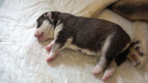 ЭТО СЛУЧИЛОСЬ С МОИМ ЩЕНКОМ!!! (Хаски Бублик) Говорящая собака Mister Booble