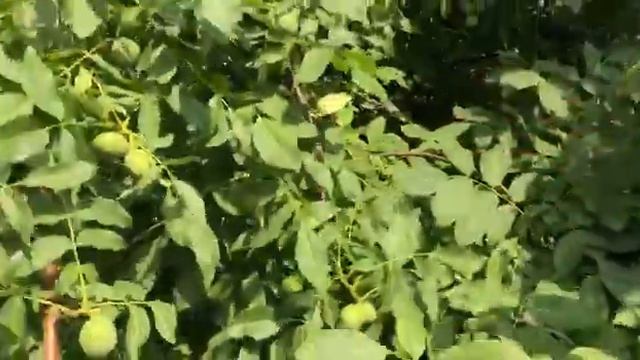 Неизвестный латеральный орех смотреть онлайн