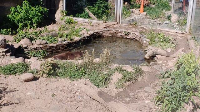 Купание росомахи в Московском зоопарке смотреть онлайн