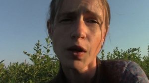 Голубика, сорт Легаси.