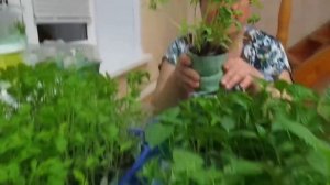 Результат посадки в "улитки". Избегайте ошибок!