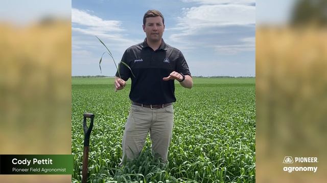 Fungicide Timing for Wheat смотреть онлайн