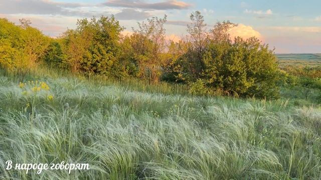 Цветок «Женское счастье»: приметы и суеверия о спатифиллуме. смотреть онлайн