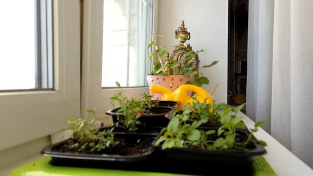 крутой таймлапс растение.mp4