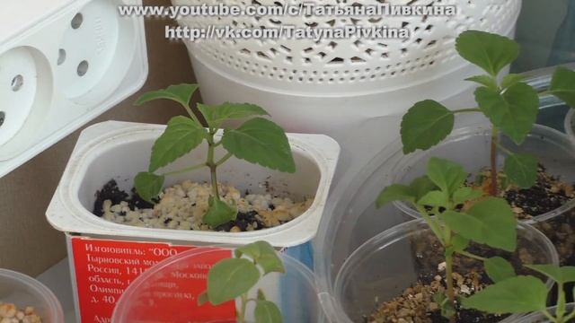 #Сальвия 17 марта 2016 год