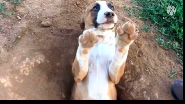 Собака неделями рыла яму, но никто не понимал зачем! Только посмотрите для чего.. Шокировало всех