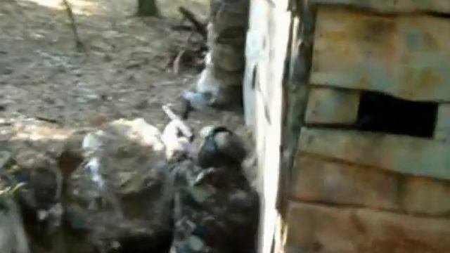 ПК Тигр игра 29 09 2012г смотреть онлайн