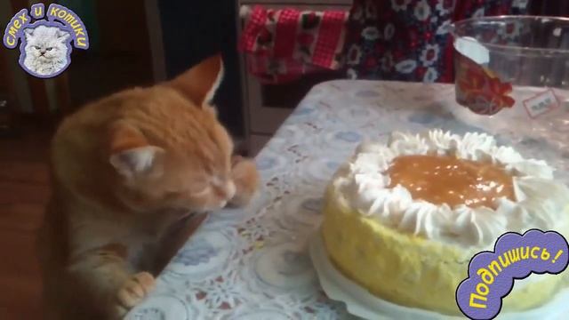 Кот - Сладкоежка | Кот Ест Торт !!! смотреть онлайн