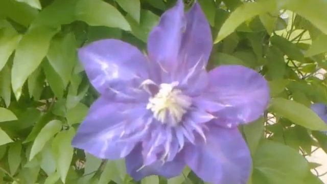 Clematis "The President" - 2021 смотреть онлайн