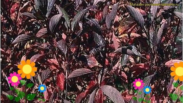 Дерен белый Кессельринги. Краткий обзор, описание характеристик cornus alba Kesselringii смотреть онлайн
