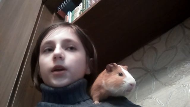 Почему кусается морская свинка смотреть онлайн