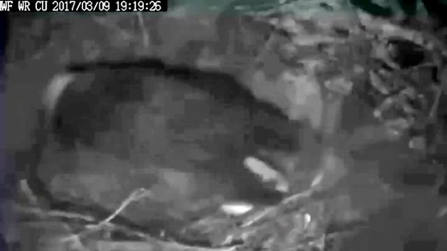 W R eagles BC 3 9 17 Ma WR laid her 2nd egg at 718pm in the rain смотреть онлайн