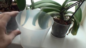 какой горшок для орхидеи