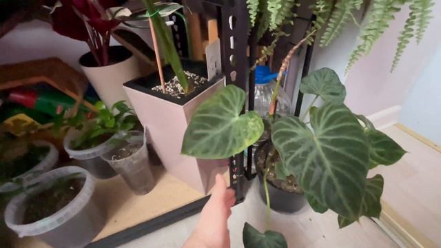 Уехала в отпуск✈️?, что случилось с растениями ? за время моего отсутствия.