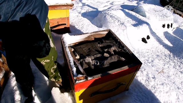 Осмотр пасеки 31 января!!! Даём пчелам канди! Ужасная сырость в ульях (( смотреть онлайн