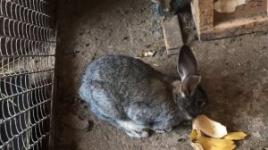 Мое подсобное хозяйство. Кроликам 4 месяца.