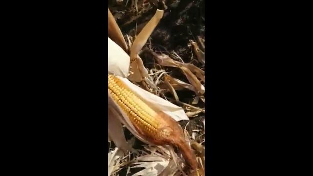 Кукуруза на севере РК без полива! смотреть онлайн