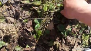 Что можно сажать после клубники весной? 2 апреля 2020 год Карантин