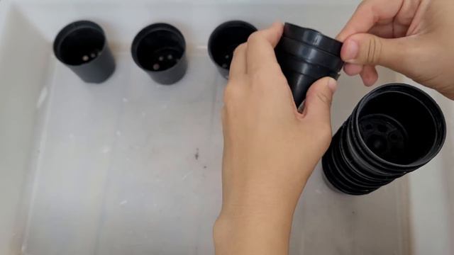 Adaptação das suculentas novas compradas pela intenet(poda, replante e mudas)+atualização dos caule смотреть онлайн