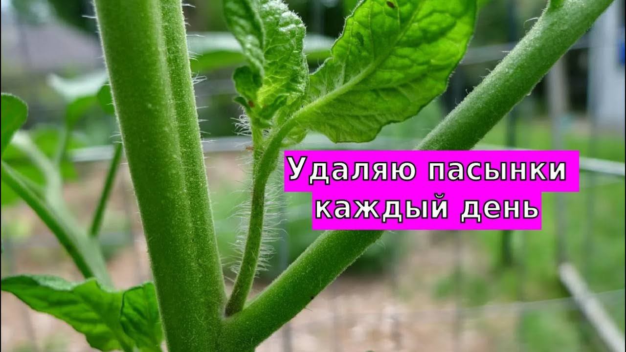 Увидели это на высокорослых томатах, сразу удаляйте смотреть онлайн